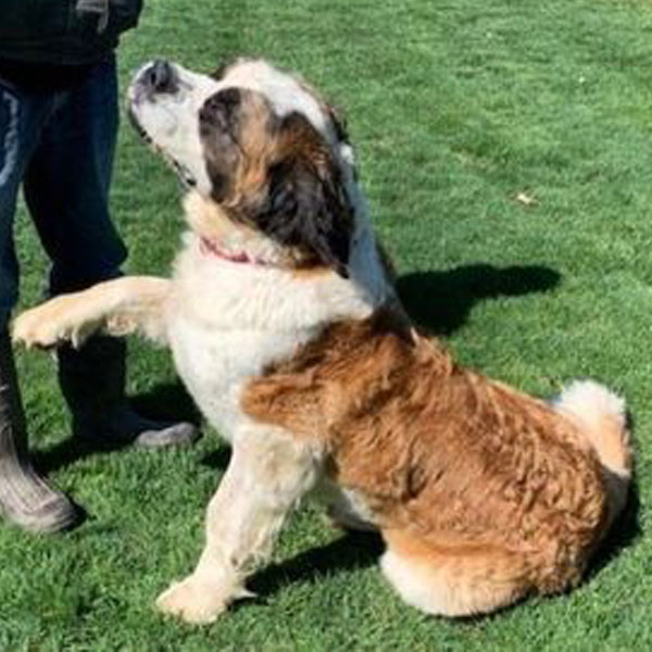 Journey - Saint Bernard