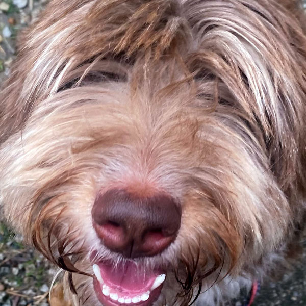 Katie - F1 Aussiedoodle