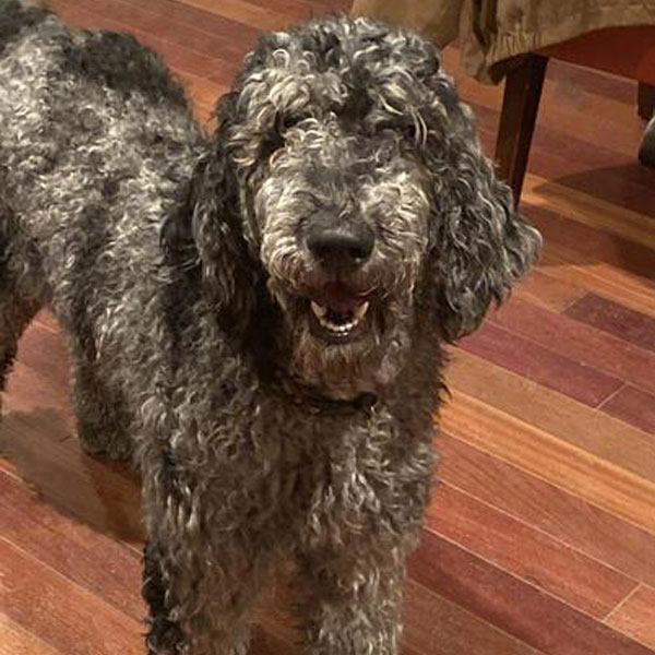 Khloe - Standard Merle Poodle