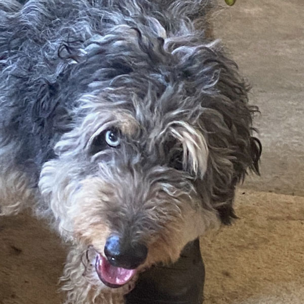 Luna - F1 Aussiedoodle